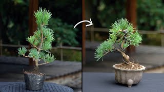 Creating a Pine Bonsai [upl. by Kizzie630]