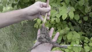 Identifying Japanese knotweed [upl. by Shipp]