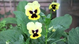 How to Grow Pansies from Seed [upl. by Hamid]