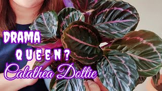 Calathea Dottie  Complete Care Tips [upl. by Hannahsohs281]