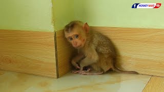 Rescue A Poor Baby Monkey  Welcome New Home For Orphan Baby Monkey [upl. by Minette18]