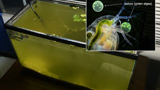 Raising Daphnia for the Freshwater Aquarium [upl. by Aerda615]