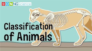 Classification of Animals [upl. by Noloc]