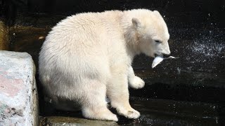 Isbjørn  Polar Bear Cub  Copenhagen ZOO 2019 [upl. by Ainotahs]