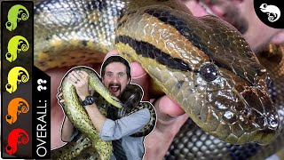 Green Anaconda The Best Pet Snake [upl. by Devonne]