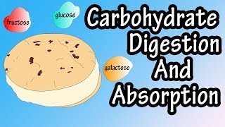 Carbohydrate Digestion And Absorption  Carbohydrate Metabolism [upl. by Skelton]