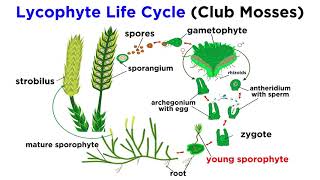 Lycophytes Early Vascular Plants [upl. by Naitsabes]