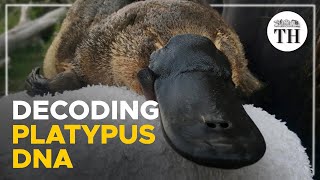 Why are platypuses so weird [upl. by Baptiste]