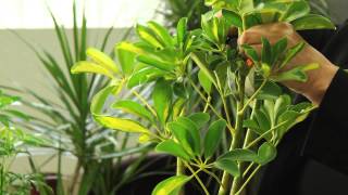 How to Prune Variegated Schefflera Arboricola  Gardening amp Plant Care [upl. by Silden177]