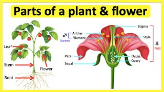 Parts of a plant amp flower 🌷 Anatomy amp function  Learn with pictures [upl. by Annahs]