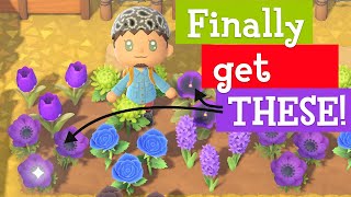 FASTEST way to get Purple Pansies and Windflowers in ACNH [upl. by Iram]