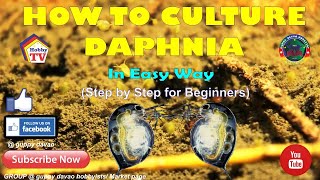 HOW TO CULTURE DAPHNIA In Easy Way [upl. by Eslek963]