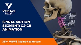 Spinal Motion Segment C2C5 Animation [upl. by Arihs102]