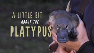 A Little Bit About Platypus [upl. by Clower]