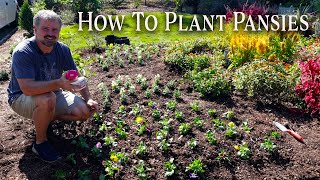 How to Plant Pansies and Snapdragrons [upl. by Yer]