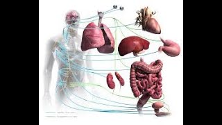 Le Sytéme nerveux autonome [upl. by Pierrepont]