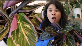 How to avoid Calathea leaves Wilting Curling Browning [upl. by Myrle]