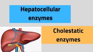 Liver enzymes ALTASTALPGGT5’ nucleotidase [upl. by Zoarah]