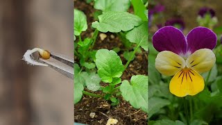 Planting flowers  How to grow Pansy from seeds  Growing pansies from seed [upl. by Hyde]