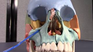 Human Cranial Osteology Part V Maxilla and Zygomatic bones [upl. by Liberati833]