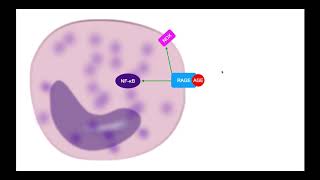 Advanced Glycation EndProducts AGEs EXPLAINED Part 1 [upl. by Nemzaj]